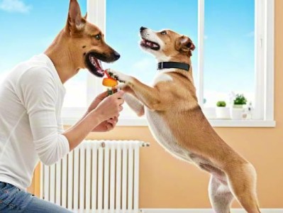 How to handle separation anxiety in dogs