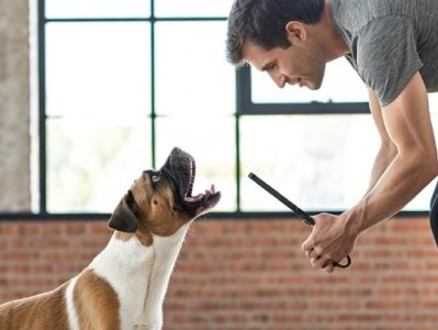 How to train your dog to stop barking excessively