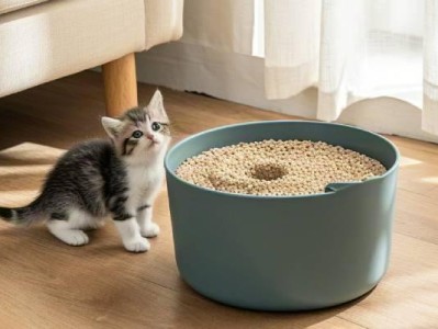 How to train your cat to use a litter box